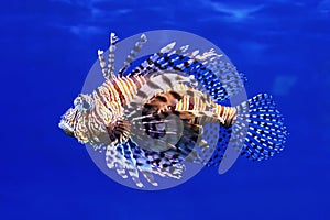 Lionfish Pterois volitans, also striped lionfish, or zebra fish in blue sea water - one of the dangerous coral reef fish