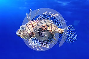 Lionfish Pterois volitans, also striped lionfish, or zebra fish in blue sea water - one of the dangerous coral reef fish