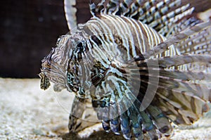 Lionfish Pterois volitans in aquarium, also known as a turkeyfish