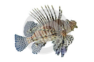 Lionfish or Pterois volitans coral reef tropical fish,Lionfish h