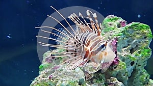 The lionfish Pterois volitans is a poisonous coral reef fish of the Scorpaenidae family