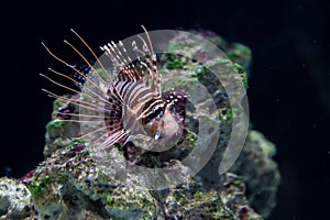 The lionfish Pterois volitans is a poisonous coral reef fish of the Scorpaenidae family