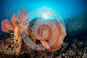 Lionfish, Pterois volitans resting on top of Gorgonian sea fan