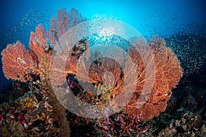 Lionfish, Pterois volitans resting on top of Gorgonian sea fan