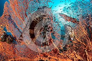 Lionfish, Pterois volitans resting on top of Gorgonian sea fan