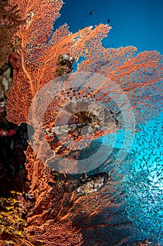 Lionfish, Pterois volitans resting on top of Gorgonian sea fan