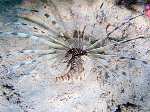 Lionfish (Pterois volitans) underwater into the Red Sea
