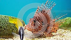 Lionfish Pterois volitans in water