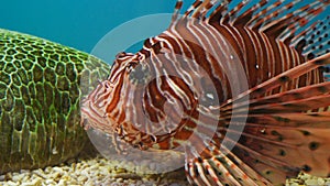 Lionfish Pterois volitans in water