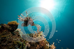 Lionfish in the Red Sea.