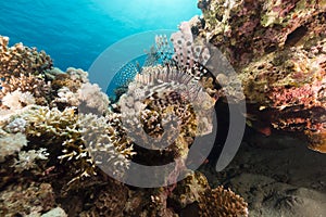 Lionfish in the Red Sea.