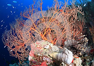 Lionfish on the Reef