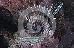 Lionfish on a reef
