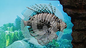 Lionfish scorpion fish