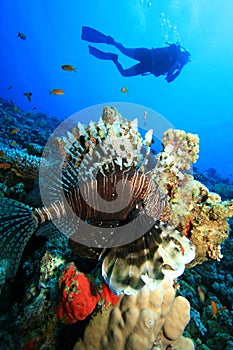 Lionfish and Scuba Diver