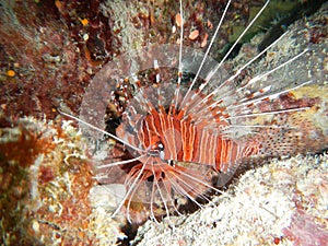 Lionfish scuba diver coral reef underwater ocean sea Thailand