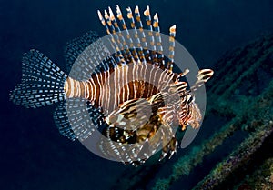 Lionfish from the side photo