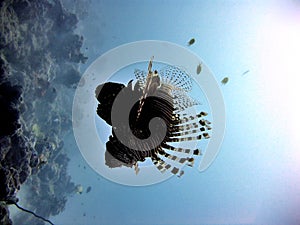 Lionfish Silhouette