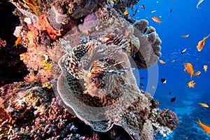 Lionfish and small fishes swimming around a coral reef under the sea