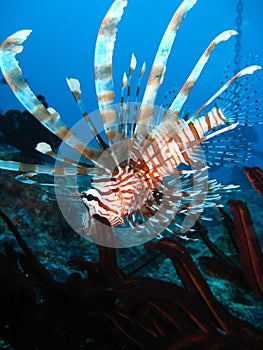 Lionfish swimming into feather star; Great Barrier