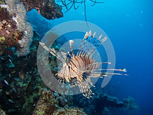 Lionfish swimming in front of coral reef