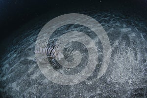 Lionfish Swimming on Ocean Seabed