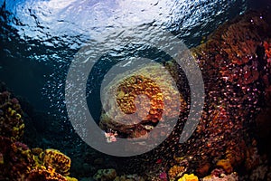 Lionfish swims around the reef