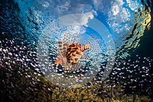 Lionfish swims around the reef