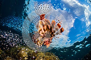 Lionfish swims around the reef