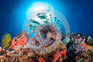 A Lionfish swims over colorful coral and the sun filters through the surface above