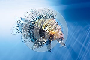 Lionfish swims underwater in warm tropical seas