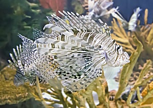 Lionfish at Toronto Aquarium