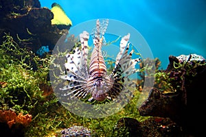 Lionfish in tropical aquarium