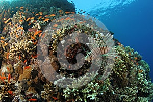 Lionfish on a tropical coral reef in the Red Sea