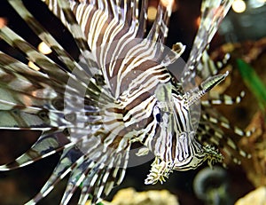 Lionfish at tropical paradise caribbean island