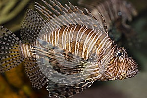 Lionfish: Tropical and Venomous