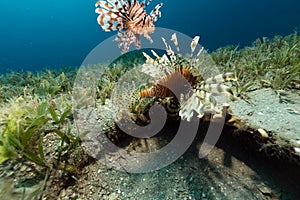 Lionfish in the tropical waters of the Red Sea.