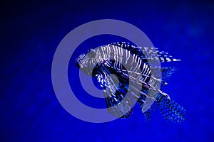 Lionfish Turkeyfish, Pterois miles in saltwater tank