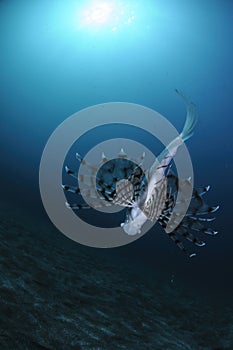 Lionfish under Sunlight in Blue Waters of Japan