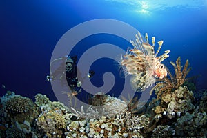 Lionfish and Underwater Photographer