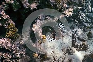 Lionfish venomous coral reef fish, invasive species Pterois volitans Tropical waters