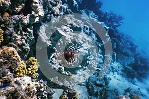 Lionfish venomous coral reef fish, invasive species Pterois volitans Tropical waters