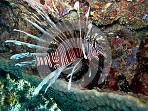 Lionfish Volitans in repose