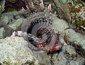 Lionfish Volitans in repose photo