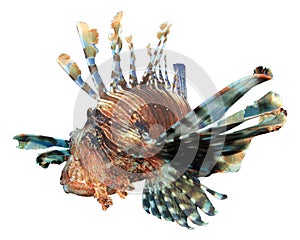 Lionfish on white
