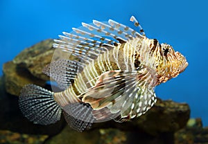 Lionfish zebrafish underwater