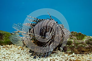 Lionfishes or Turkeyfishes at Bueng Chawak Chaloem Phrakiat,Thailand