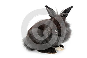 Lionhead bunny rabbit, isolated on white background