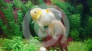 Lionhead Gold fish in aquarium