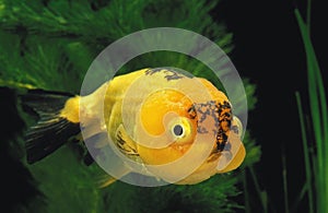 Lionhead Goldenfish, carassius auratus, Aquarium Fish